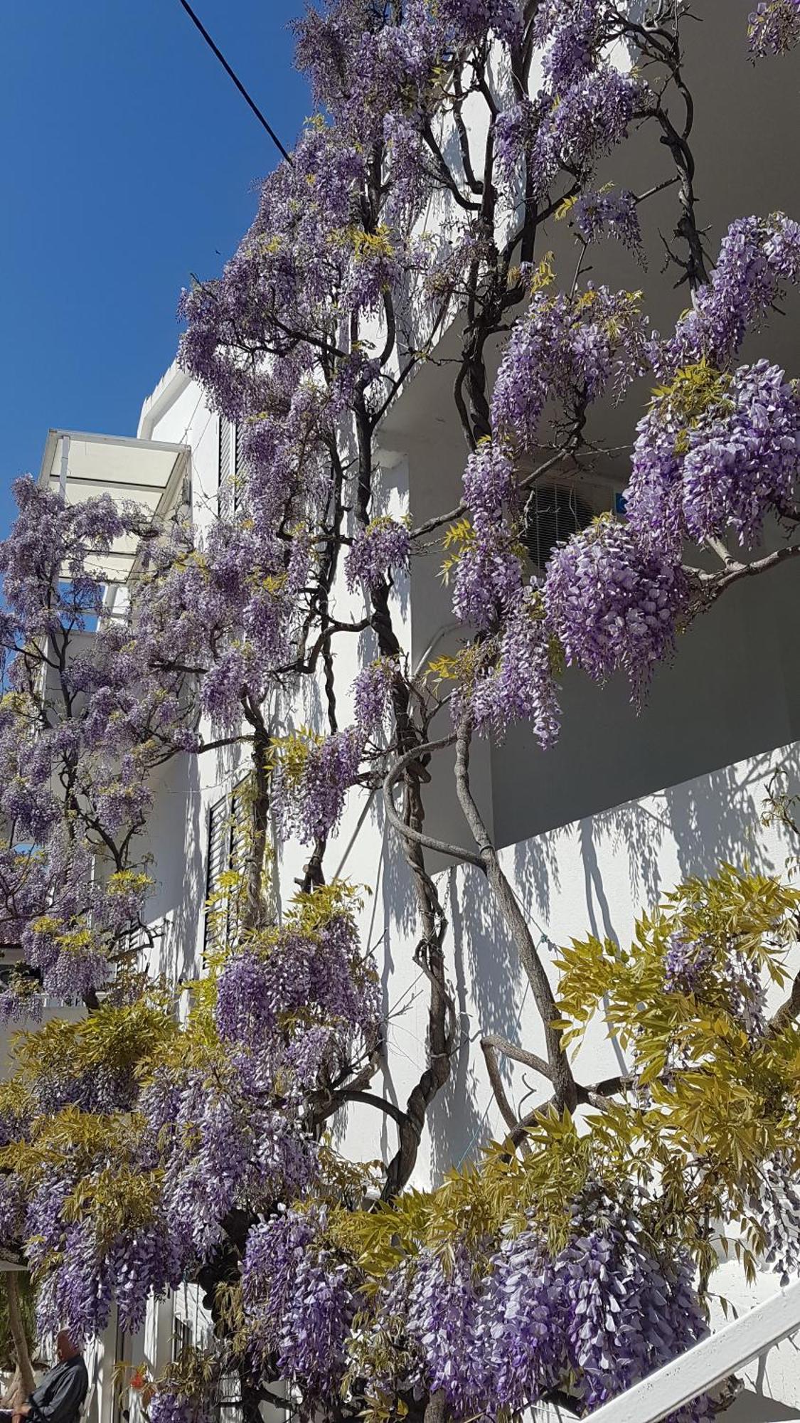 Apartmani Surlin Hvar Town Eksteriør bilde