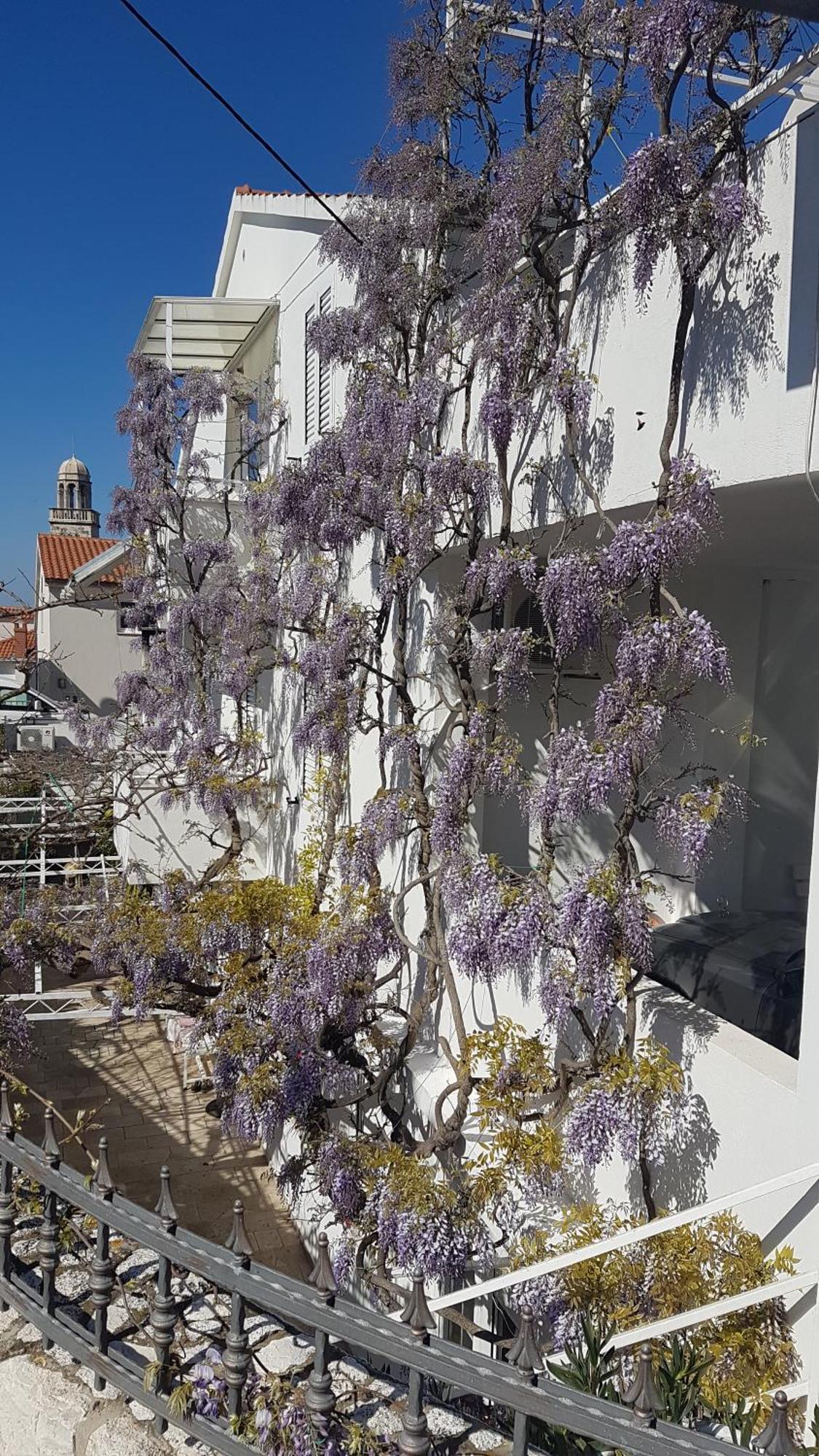 Apartmani Surlin Hvar Town Eksteriør bilde